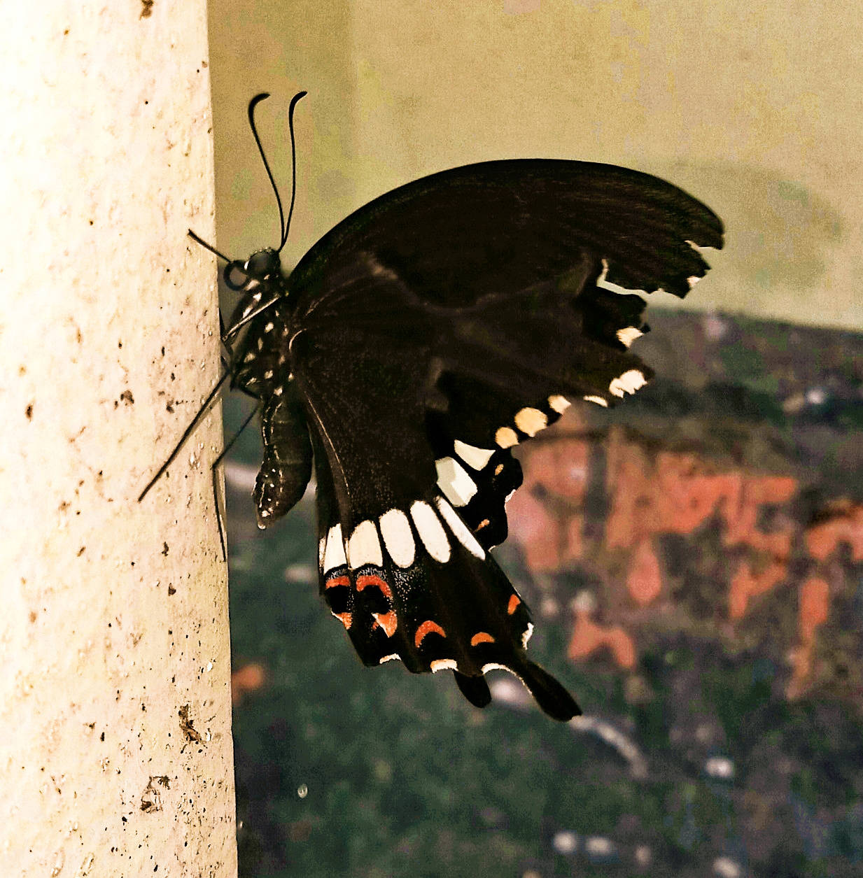 butter flies.jpg