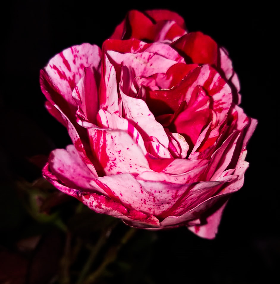 pinks.jpg