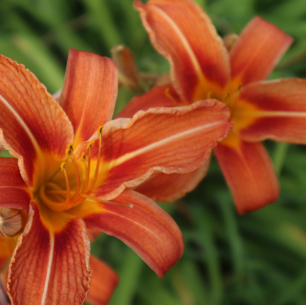 flowersoutside.PNG