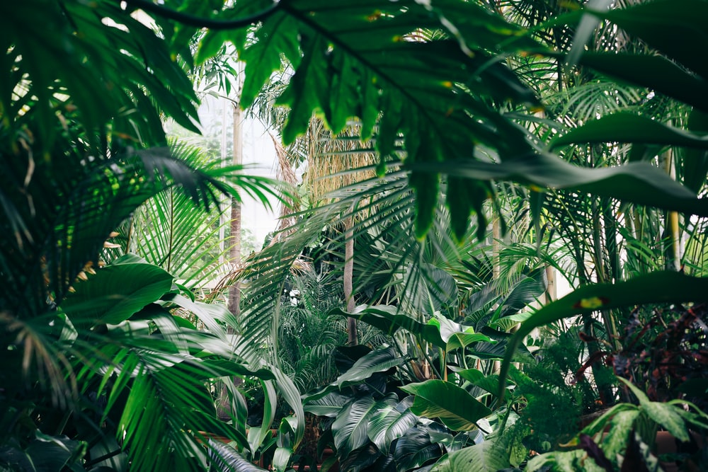 JungleImage.jpeg