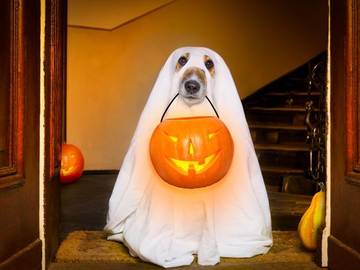 spoopy-slang-definition-dog-with-ghost-costume-photo-5723-22c23ab53009fca683488aa36ba3b518@1x.jpg