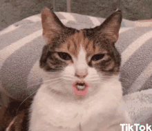 random-cats.gif