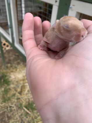 day three bunnys.jpg