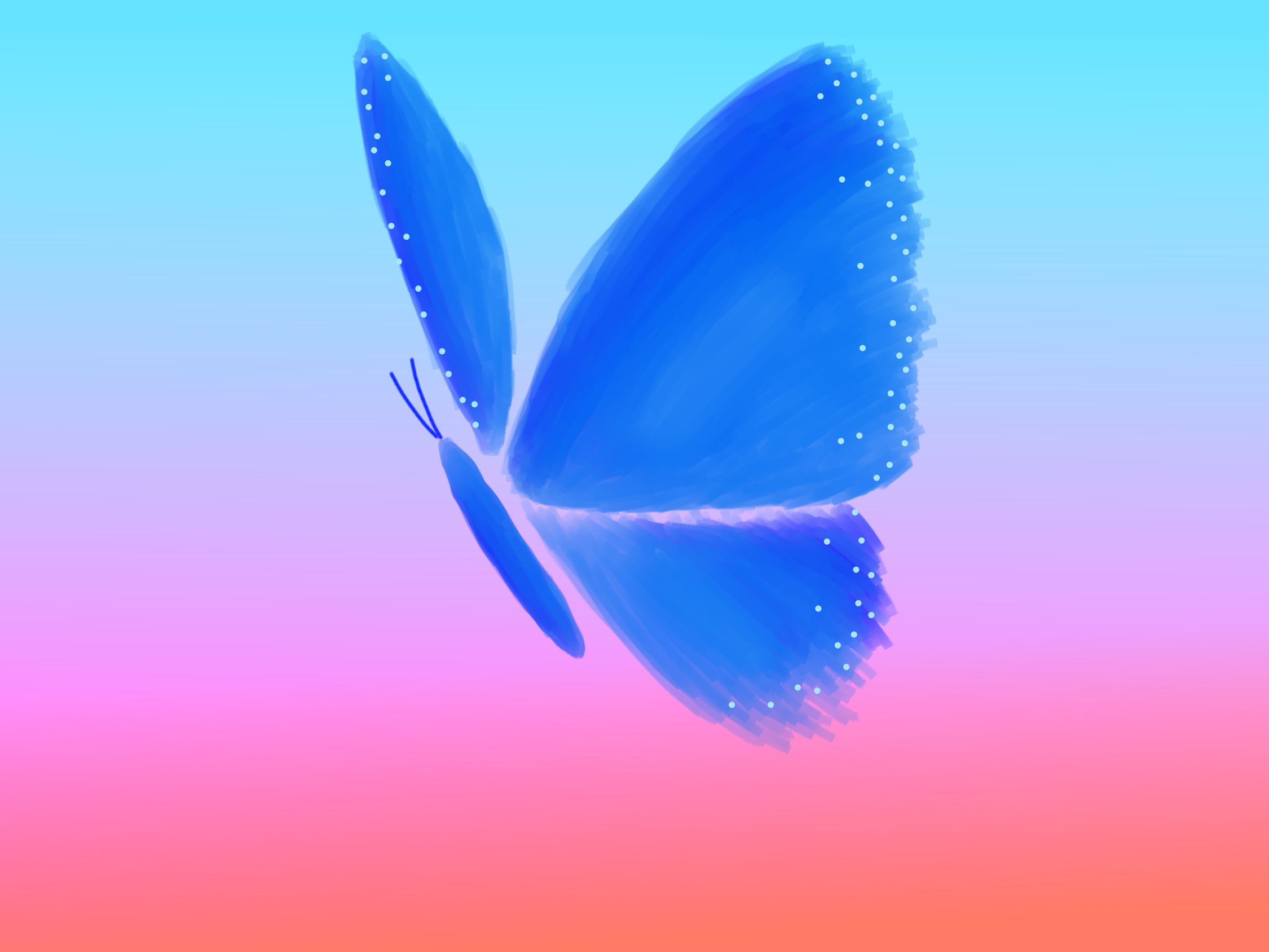 Sunset Butterfly.jpg