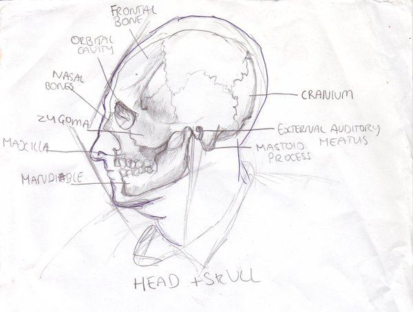 Skully_by_Raimunda.jpg