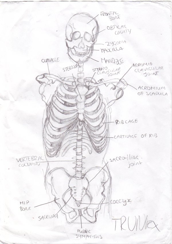 Front_View_of_a_Skeleton_by_Raimunda.jpg