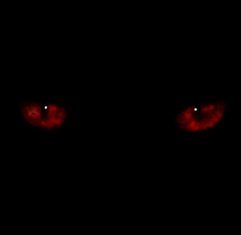 spooky.jpg