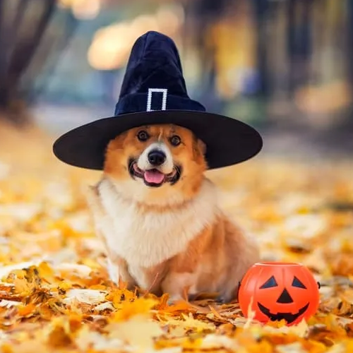 halloween corgie costume avvie.png