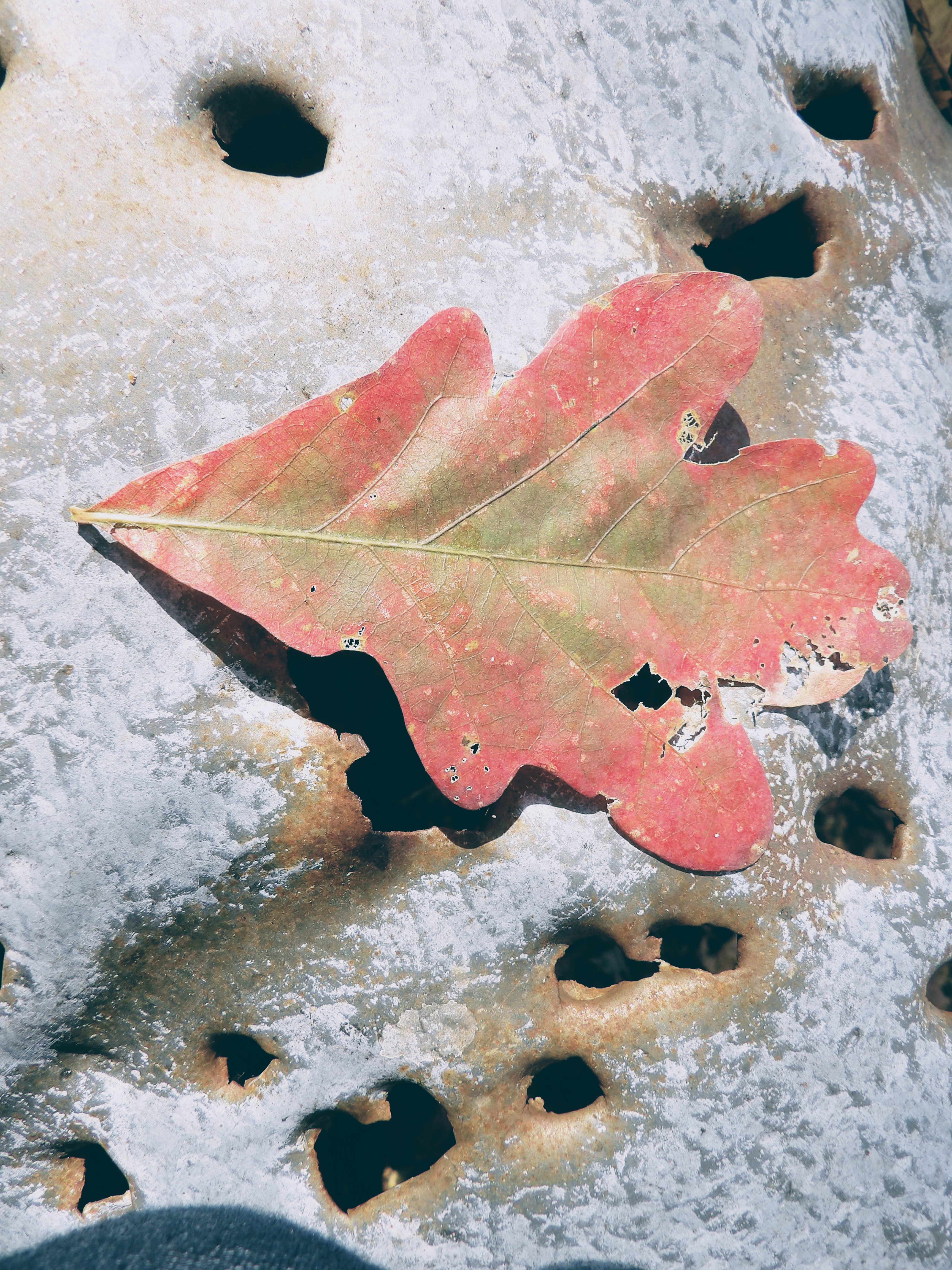 100_0184~2.JPG