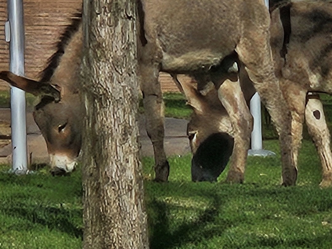 burrosphotocontest.jpg