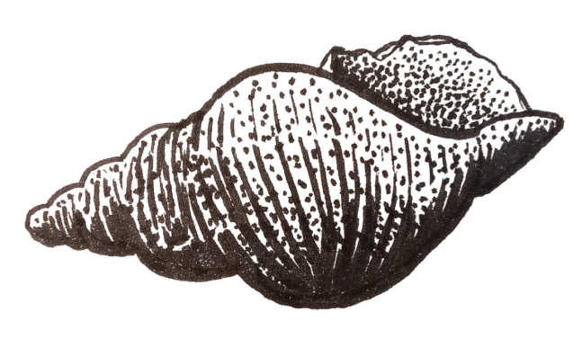 jane & the sea wight shell.png