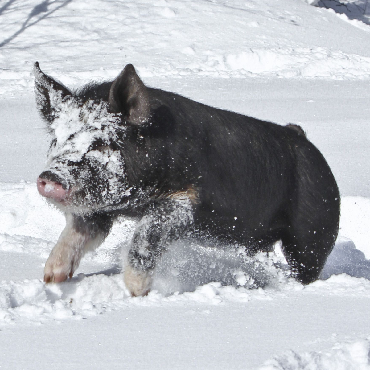 snow pig avvie.png