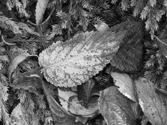DSCF276515.jpg