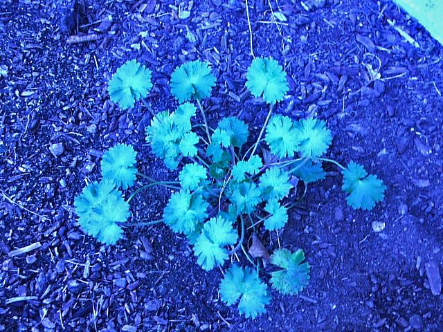 clovers[1].JPG