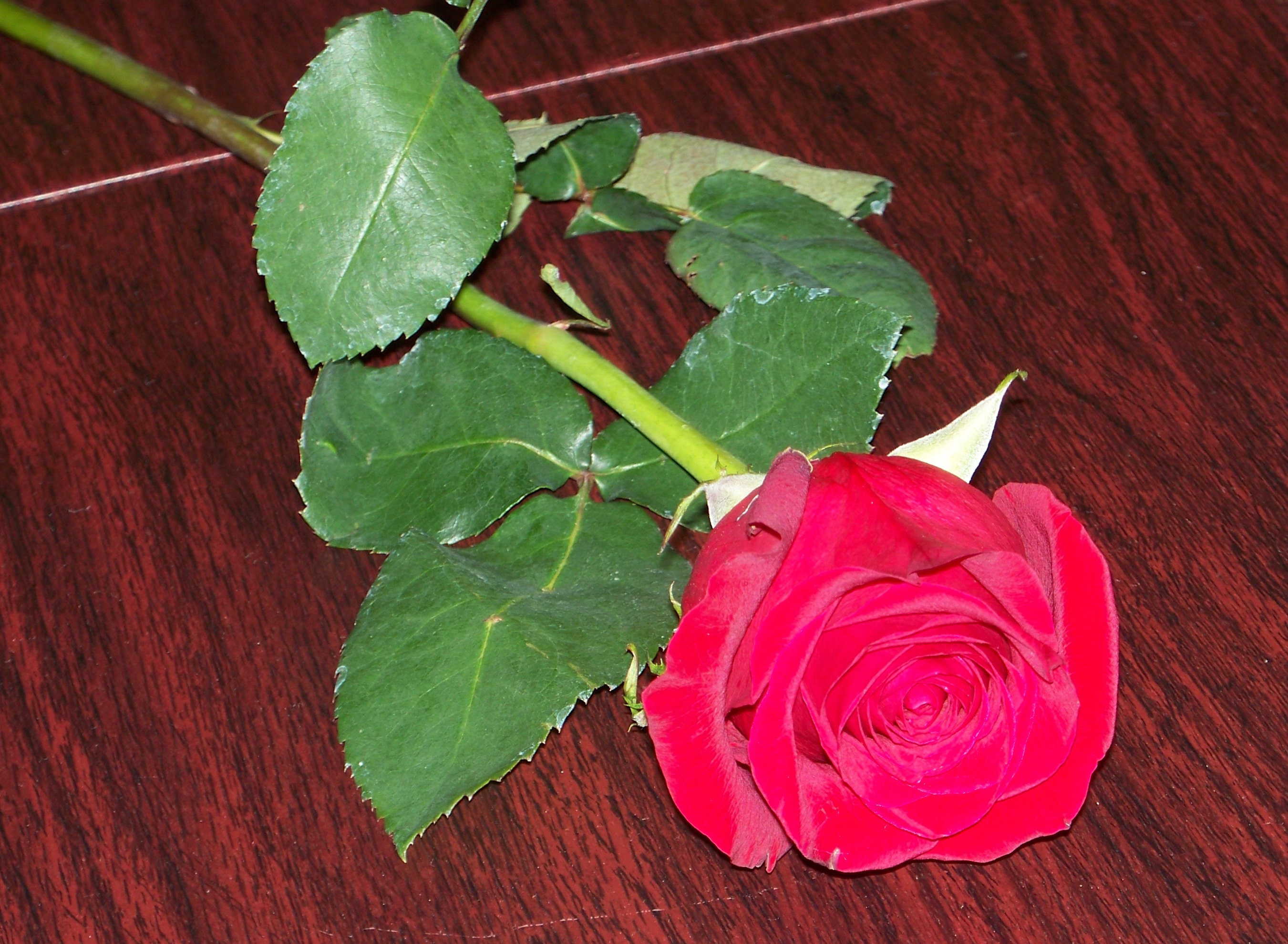 good rose.jpg