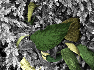 leafcolor3.jpg