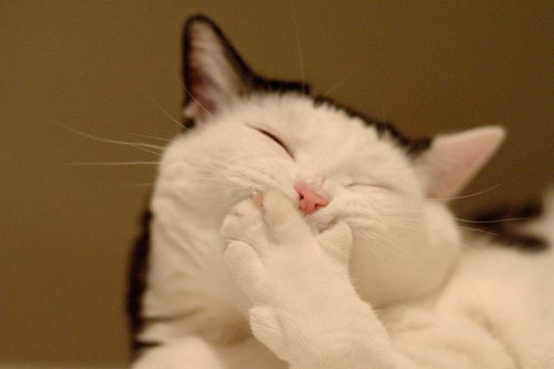 funny-cat.jpg