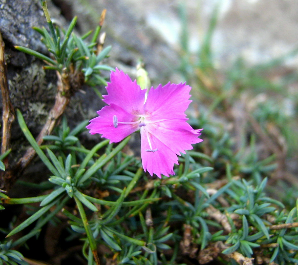 flor retocada.jpg