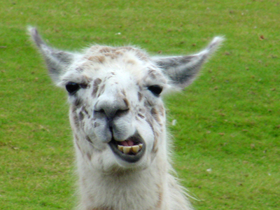 llama_8X10_3440.jpg