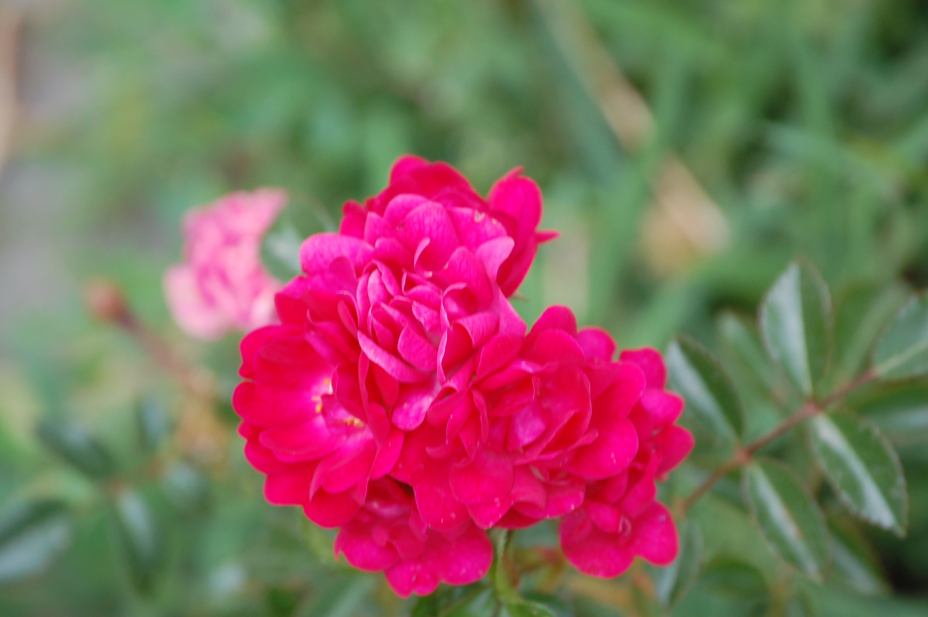 DSC_0105.JPG