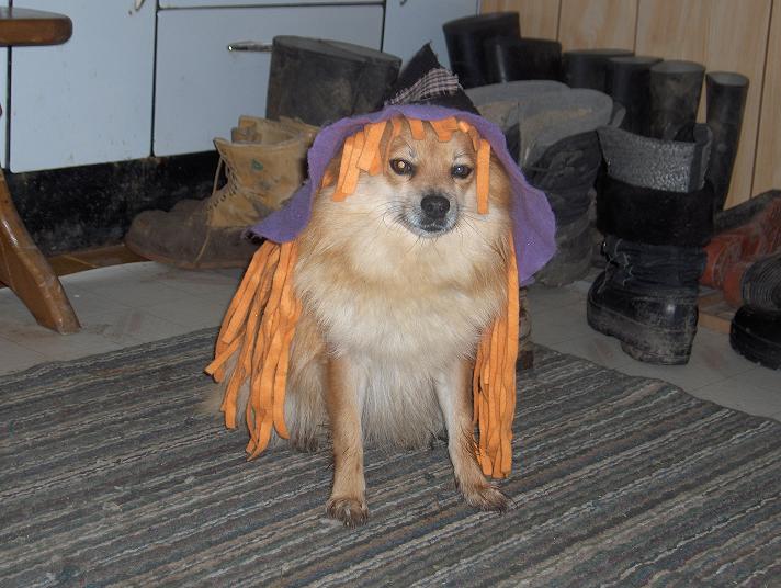 goldi.JPG