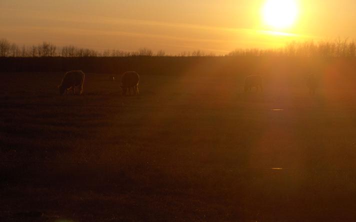 Cows.JPG