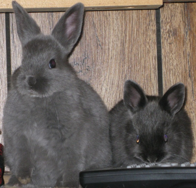 bunnies!.jpg