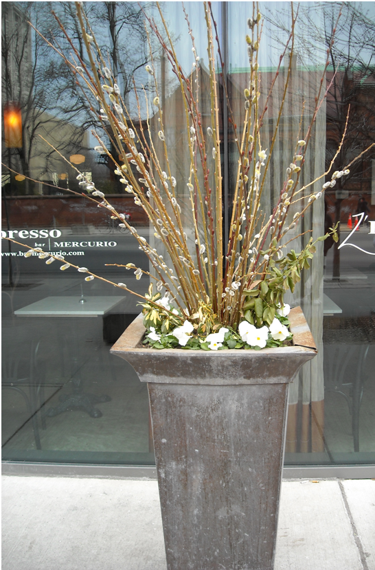 plant.png