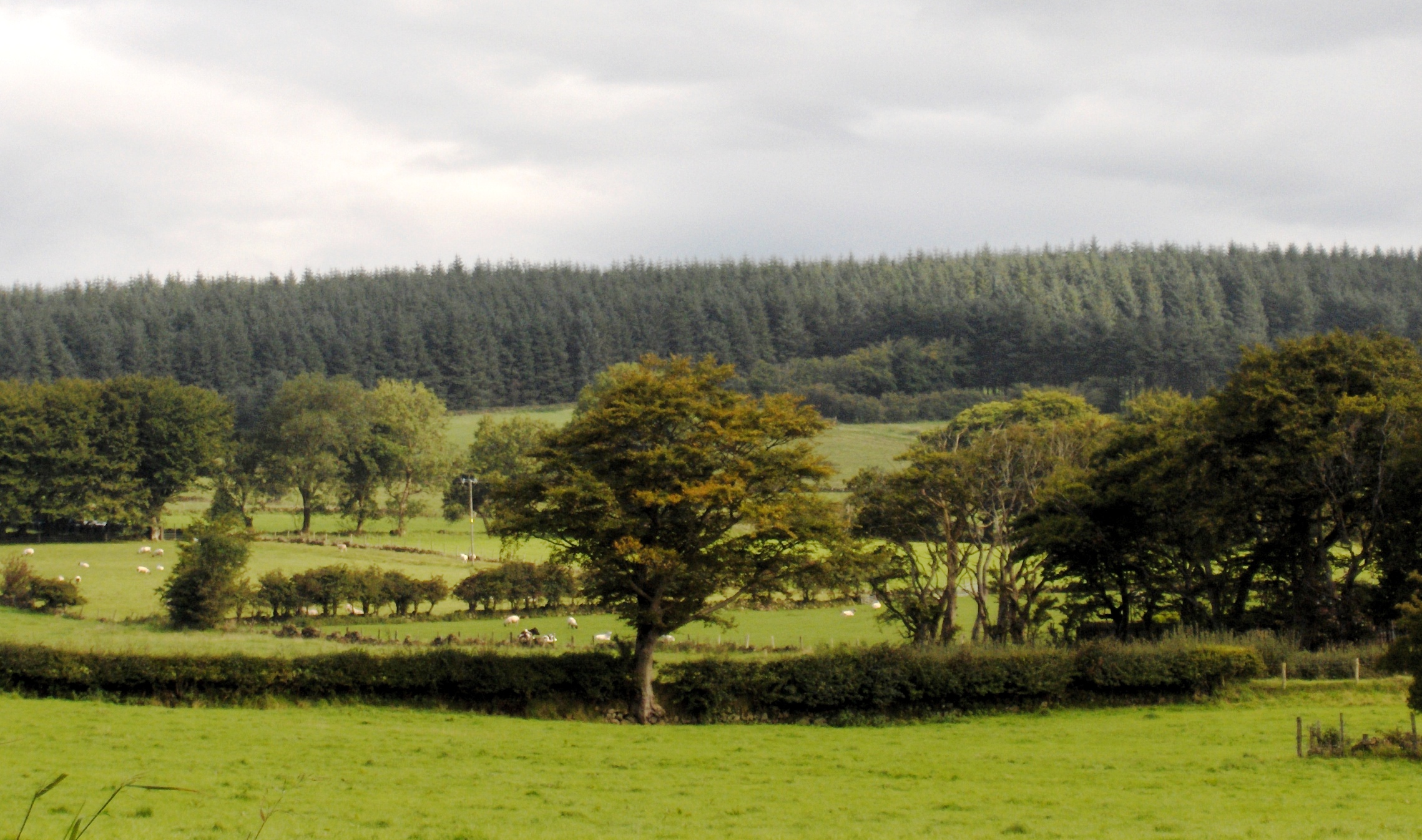 cow sheep market 007.jpg