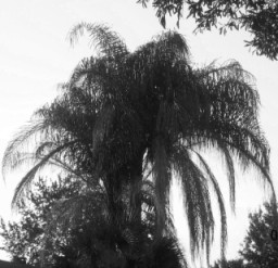 palm tree.jpg