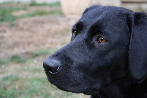 blacklab.jpg