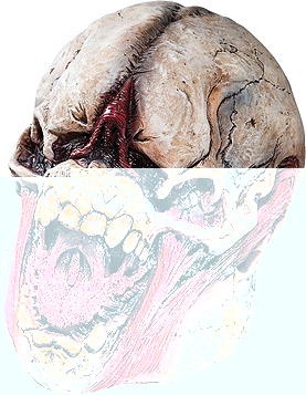 a_monster_skull_mask.jpg