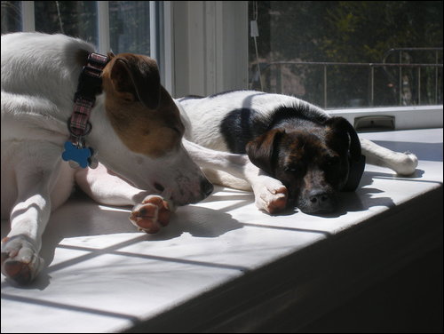 maggie and tucker.jpg