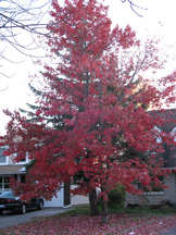 Red Tree 1.jpg