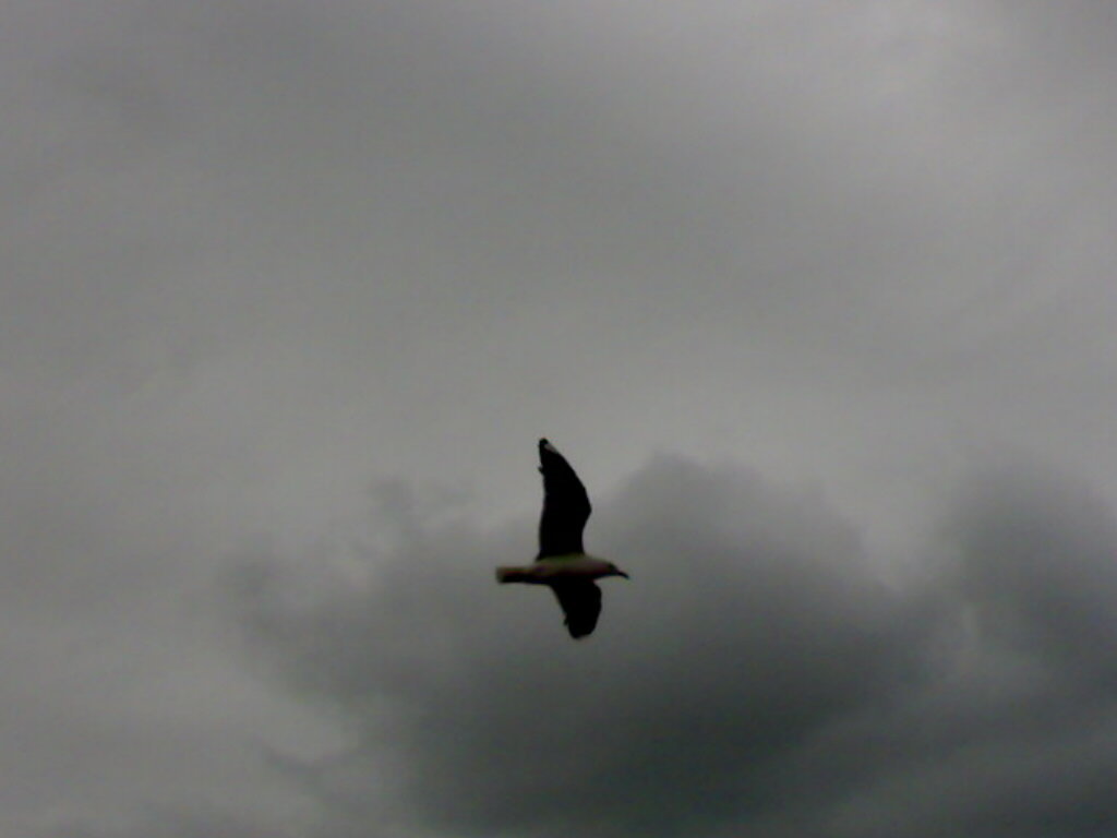 seagull_grey.jpg