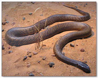 InlandTaipan.jpg