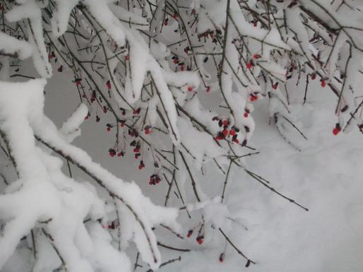 Snowrain 021.jpg