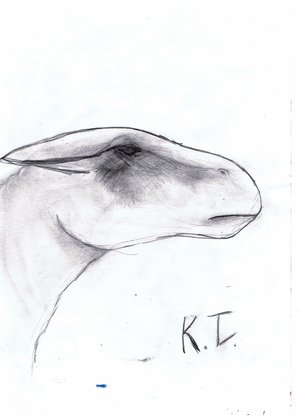 Dackoda_by_Durriedog.jpg