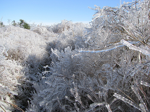 ice storm.jpg
