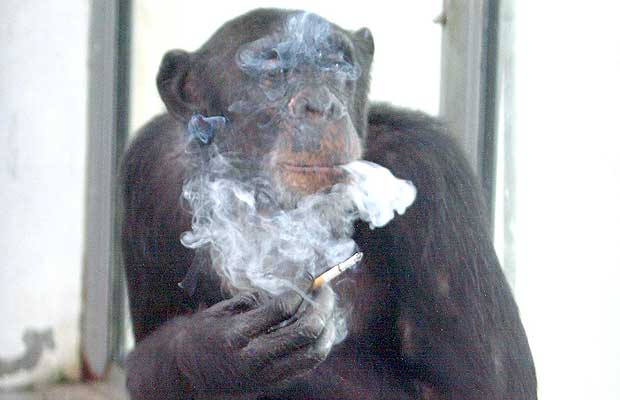 ape.jpg