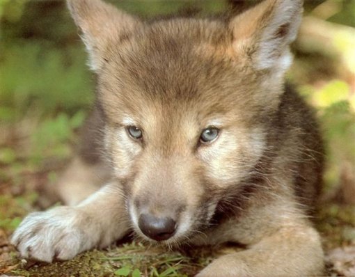 wolf picture naira storybook.jpg