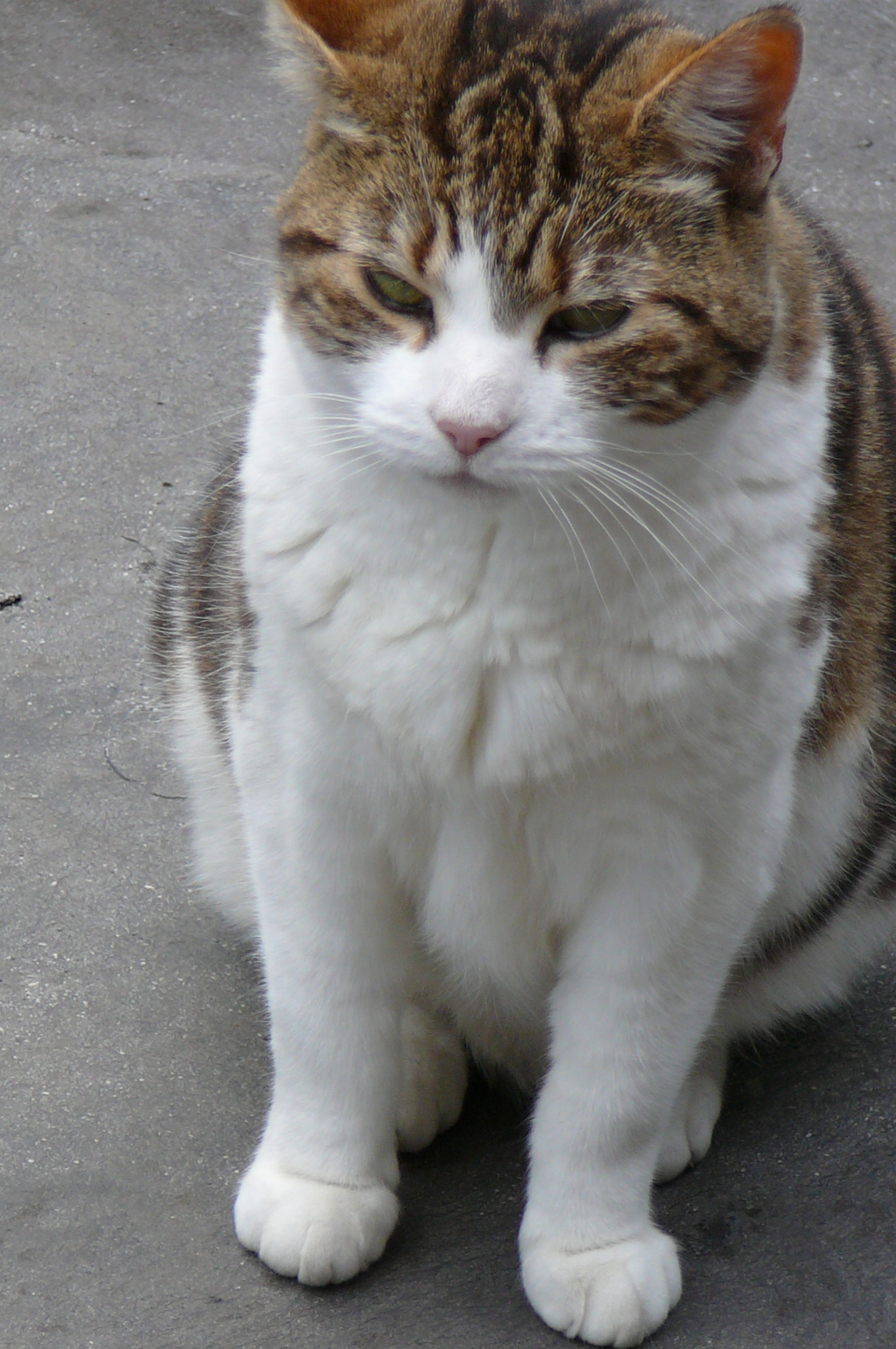 Cats and Motorbike 005.jpg