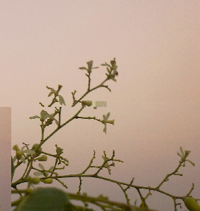 dusk.jpg