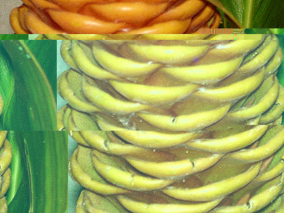 flowerthing.jpg