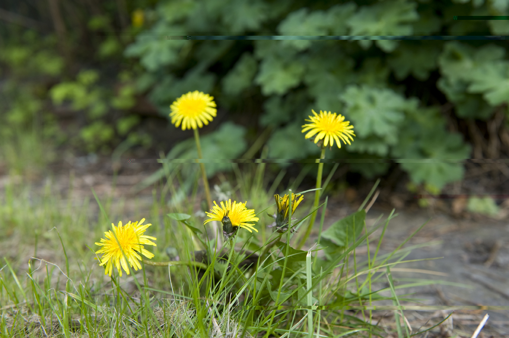 Dandelion_small.jpg