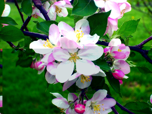 Apple Blossom.jpg