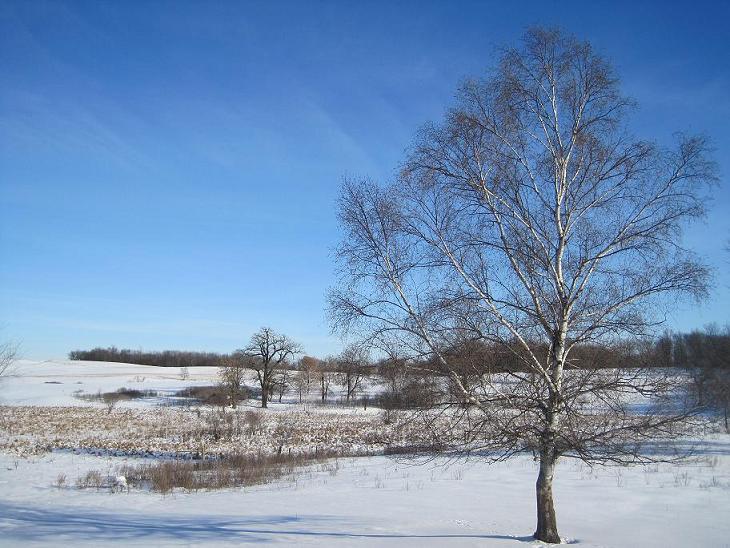 Birch - Copy.JPG