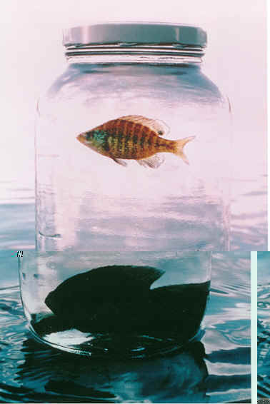Fish_Jar.jpg
