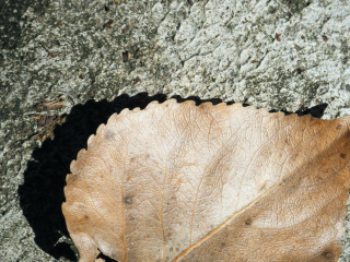 DSCF3831.jpg