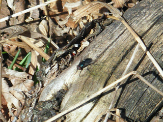 DSCF3849.jpg